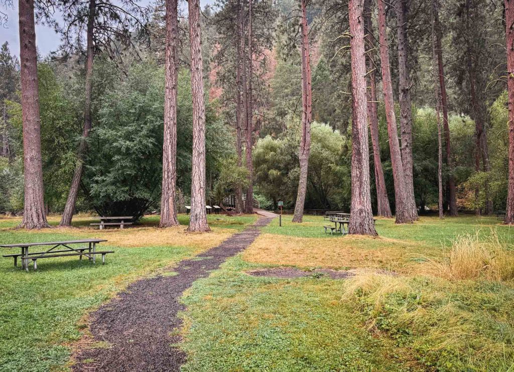 A gravel path runs through a grassy park with tall pine trees and scattered picnic tables on a cloudy day. Dense green foliage surrounds the area, creating a peaceful natural setting.